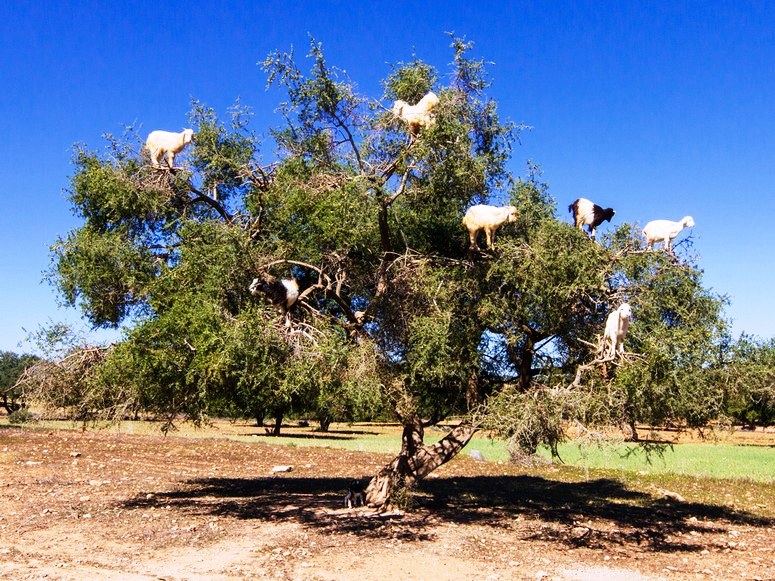 Goats in Argan Tress